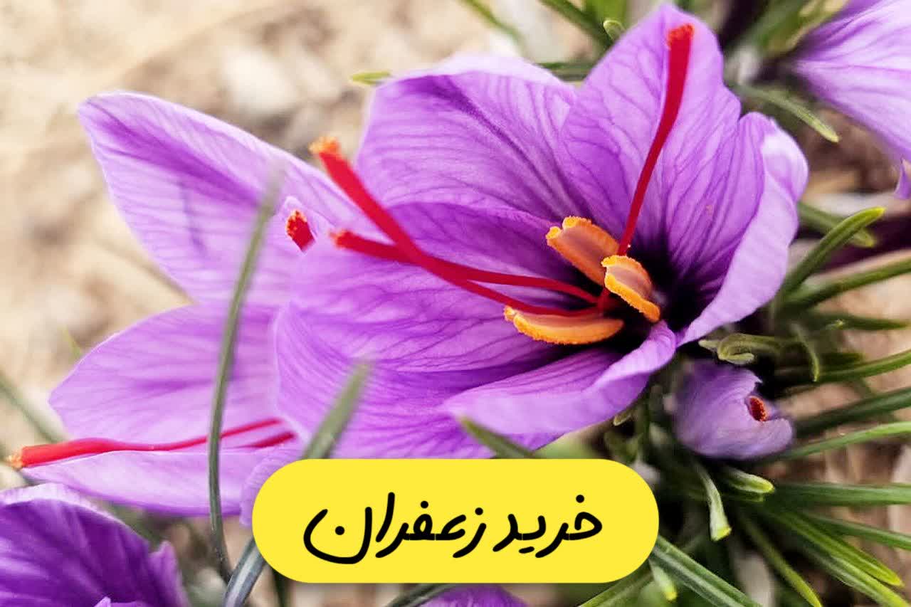 خرید زعفران