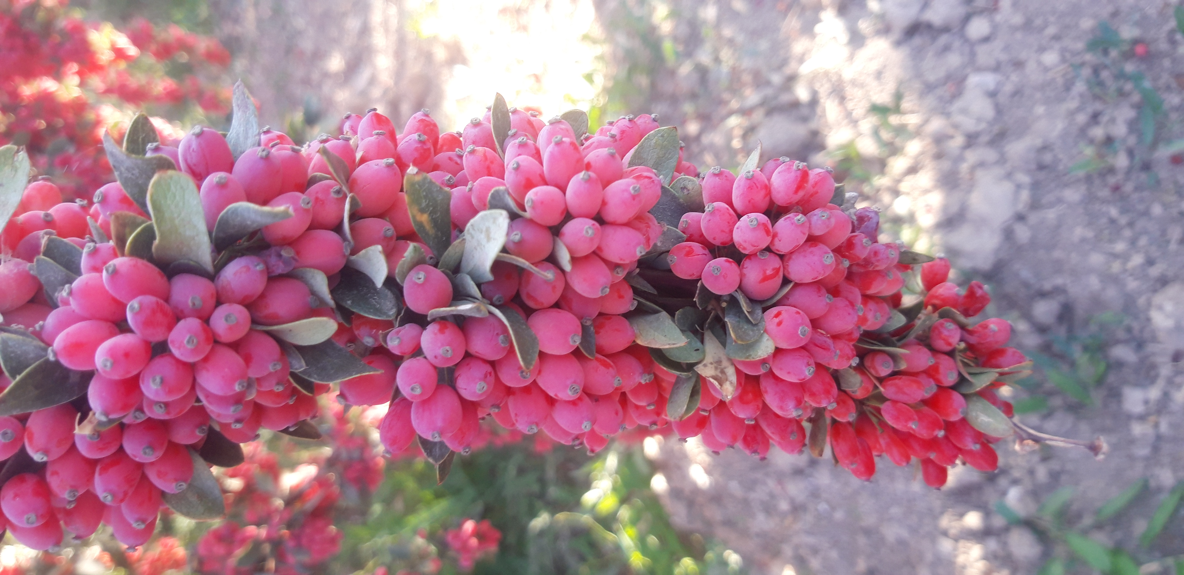 زرشک تازه با شاخه 10 کیلویی